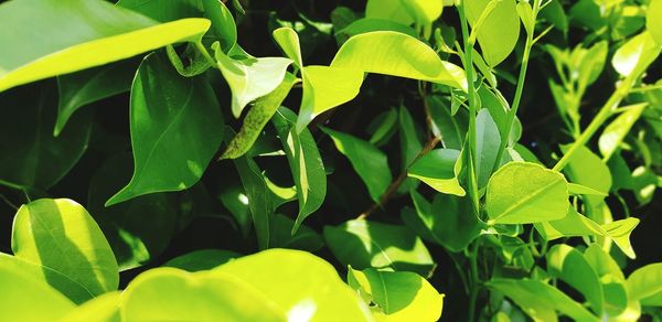 Close-up of fresh green leaves