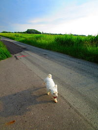 View of dog on road