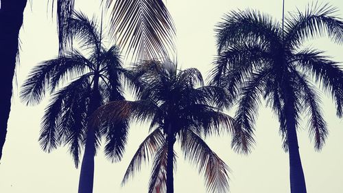 Low angle view of palm trees against sky