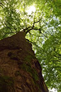 Low angle view of tree trunk against sky