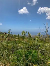 Plants growing on field against sky