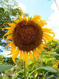 Close-up of sunflower blooming on field against sky