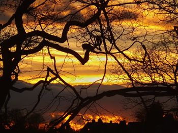 Silhouette of bare tree at sunset