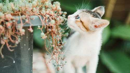 Close-up of a cat