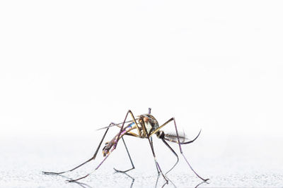 Close-up of insect over white background