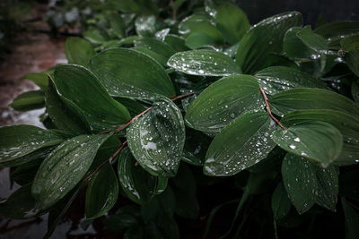 Close-up of wet plant leaves during rainy season