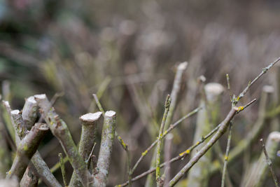 Close-up of snow on field during winter