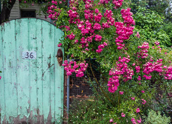 Close-up of pink flowering plant in park