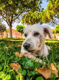 Dog on field