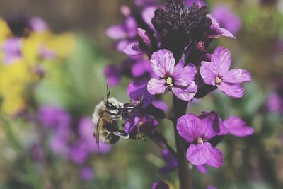 Close-up of bee pollinating on purple flower