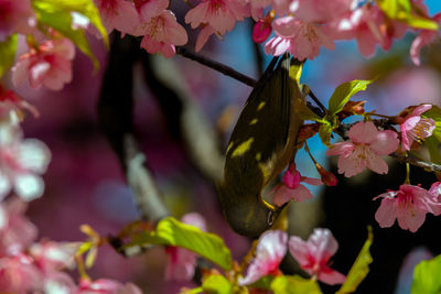 Close-up of butterfly on pink cherry blossom