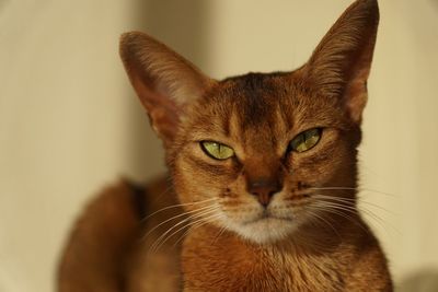 Close-up portrait of abyssinian cat at home