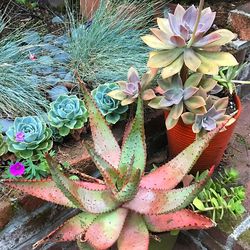 High angle view of potted cactus plant