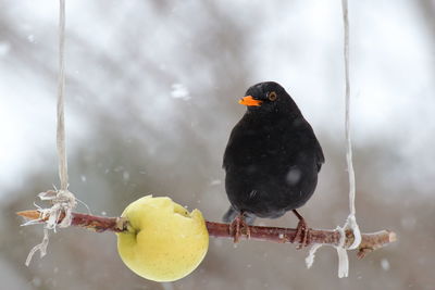 Bird perching on a snow