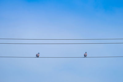 Low angle view of bird perching on cable against blue sky