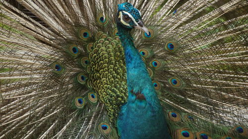 Close-up of peacock