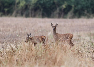 Portrait of deer on field