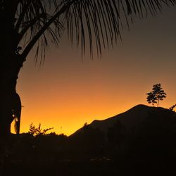 Silhouette of trees at sunset