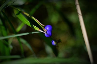 Close-up of purple flowers