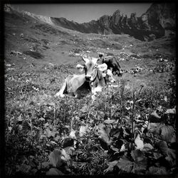 Scenic view of landscape