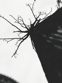 Low angle view of bare tree against clear sky