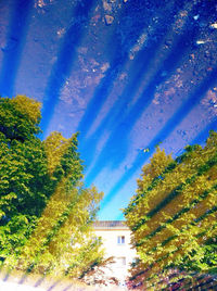 Trees against blue sky