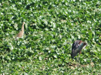 Bird perching on grass