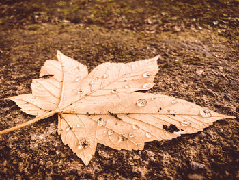 High angle view of wet autumn leaf on field