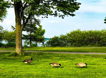 Flock of birds on grassy field against sky