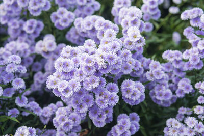 Violet margaret flowers blooming in garden. close-up beautifu