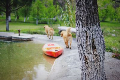 Dog on tree trunk by water