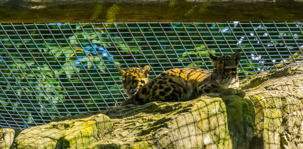 Cat relaxing in zoo