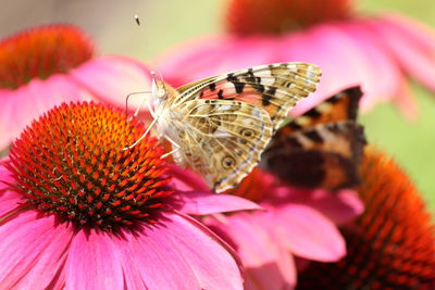 Close-up of butterfly pollinating on pink flower