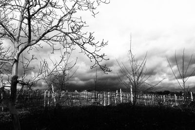 Trees against cloudy sky