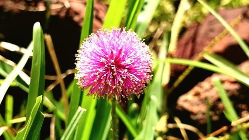 Close-up of pink flowers