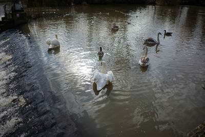 Ducks in lake