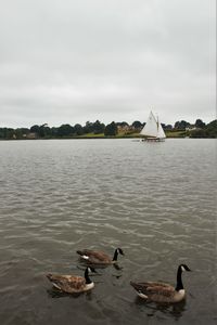 Swans swimming on lake against sky