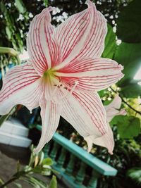 Close-up of pink flower