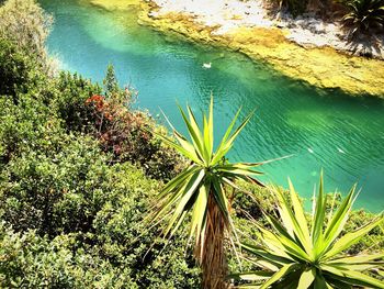 Plants growing in water