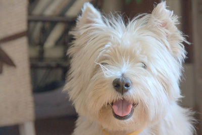 Close-up portrait of a dog