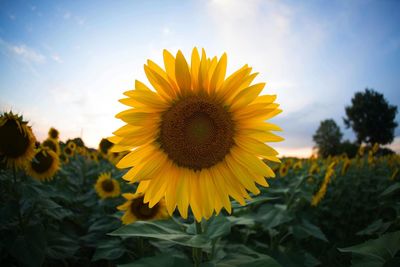 Close-up of sunflower on field against sky