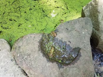 High angle view of moss growing on rock