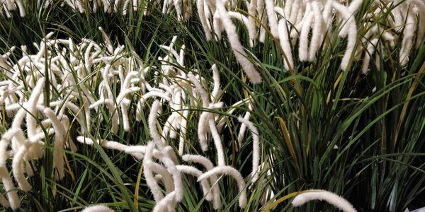 Close-up of crops growing on field