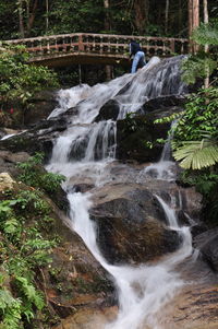 Scenic view of waterfall in forest