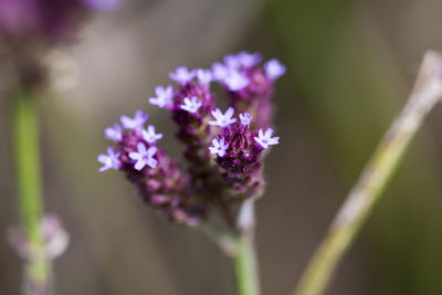 Close-up of bee on purple flower