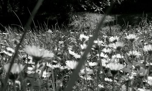 Plants growing on field