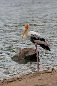 Bird perching on a lake