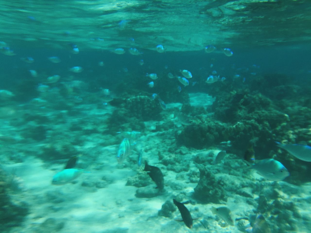 swimming, water, underwater, undersea, sea life, sea, fish, animal themes, animals in the wild, wildlife, blue, school of fish, high angle view, leisure activity, transparent, aquarium, nature, lifestyles