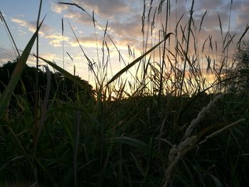 Close-up of grass on field against sky