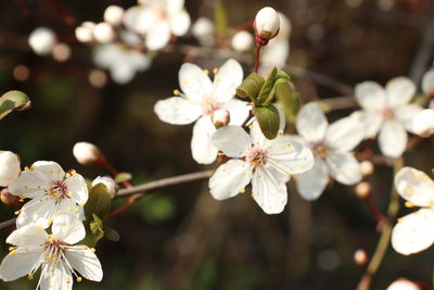 Close-up of white cherry blossoms